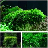 Aquaone Wasserpflanze Moos Set mit 3 Tropica in Vitro Pflanzen Aquariumpflanzenset Nr.55