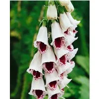 Pflanzen für Dich Staude Digitalis purp. Pam's Choice, 1 St., Roter Fingerhut, Wald-Fingerhut, Digitalis