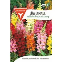 FRANKONIA Blumensamen Löwenmaul, halbhohe Prachtmischung - Löwenmaul-Samen Saatgut Samen, Antirrhinum majus