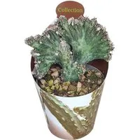 Exotenherz Kaktus Monvillea spegazzini monstr. christat Rarität 6,5cm Topf
