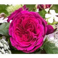 Dehner Rose Nostalgie-Edelrose Deep Secret, gefüllte pink-lila Blüten mit intensivem Duft, Züchter Tantau