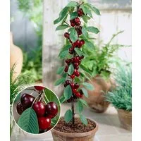 BALDUR Garten Obstpflanze Säulen-Süßkirsche 'Helena®', 1 St., Säulenkirschen,winterhart, mehrjährig, pflegeleicht, robust