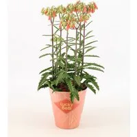 meinvipshop Zimmerpflanze Kalanchoe Lucky Bells 40cm Rarität