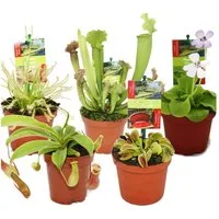 Exotenherz Zimmerpflanze Starter Set Fleischfressende Pflanzen - 5 Pflanzen