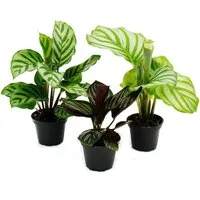 Exotenherz Zimmerpflanze Schattenpflanzen 3er Set mit ausgef. Blattmuster Calathea 7cm Topf