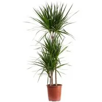 Flowerbox Zimmerpflanze Gerandeter Drachenbaum - Dracaena marginata, pflegeleicht - Höhe ca. 120 cm, Topf-Ø 21 cm