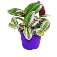 Exotenherz Zimmerpflanze Dreimasterblume Tradescantia Nanouk hängende Zimmerpflanze 9cm pink