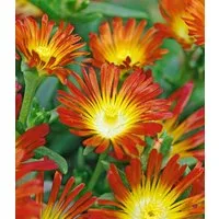 BALDUR Garten Bodendecker Winterharte Eisblume 'Fire Wonder', 3 St., Mittagsblume, reichblühend, winterhart, mehrjährig, pflegeleicht