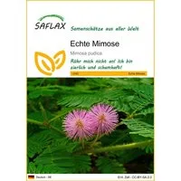 SAFLAX Blumensamen SAFLAX - Samen - Echte Mimose
