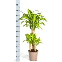 Exotenherz Zimmerpflanze Dracaena Fragrans Massangeana