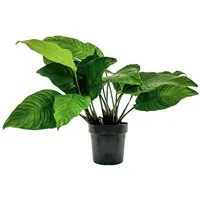 Aquaone Wasserpflanze Mutterpflanze Aquariumpflanze Anubias heterophylla Topf Nr.302 XL