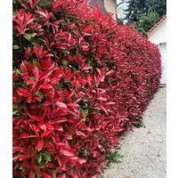 BALDUR Garten Hecken Photinia-Hecke 'Red Robin' 10 Pflanzen, 10 St., Glanzblattmispel, immergrün, winterhart, mehrjährig