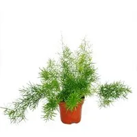 Exotenherz Zimmerpflanze Zierspargel Asparagus densiflorus sprengeri Grünpflanze 12cm Topf
