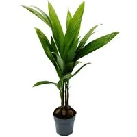 Exotenherz Zimmerpflanze Betelnusspalme - Areca catechu - Zimmerpalme - Betelpalme - 12cm Topf
