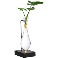 Dehner Zimmerpflanze Waterplant Baumfreund, Philodendron Fun Bun, Ø 6 cm x 30 cm, Wasserpflanze in LED Vase