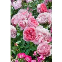 Pflanzen für Dich Rose Rosa Rosenfee
