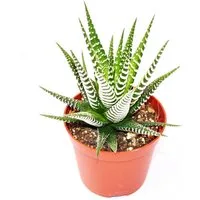 Exotenherz Kaktus Haworthia fasciata "Big Band" - mittelgroße Pflanze im 8,5cm Topf