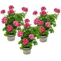 Exotenherz Beetpflanze Geranien hängend Pelargonium peltatum ver.Farben 12cm Topf 3er Set