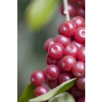 Pflanzen für Dich Gehölze Elaeagnus multiflora, 1 St., Goumi, Gumi, Japanische Ölweide
