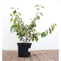 Pflanzen für Dich Gehölze Callicarpa bodinieri Profusion, 1 St., Schönfrucht, Liebesperlenstrauch