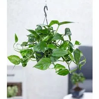 BALDUR Garten Zimmerpflanze Hängepflanze Efeutute, 1 St., Kletterpflanze, pflegeleicht, robust