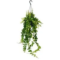 Exotenherz Zimmerpflanze Lippenstiftpflanze Aeschynanthus Pink Polka hängend 15cm Ampeltopf