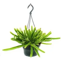 Exotenherz Kaktus Zimmerpflanze hängend Hylocereus undatus Drachenfrucht Pitahaya 14cm