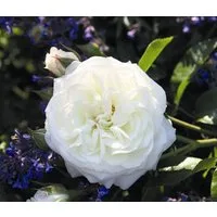 Dehner Rose Beetrose Alabaster®, Rosa-Hybrid, weiße Blüten, Züchter Tantau, großblütige gefüllte Blüten, duftend