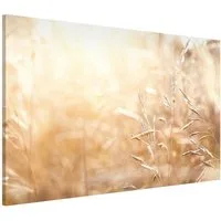 Bilderdepot24 Magnettafel Küche beige Gräser im Sonnenschein, (1-tlg., Magnetboard Pinnwand für die Wand - metallische Tafel für Magnete), Magnetwand groß mit Motiv Büro Memoboard magnetisch Querformat