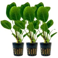 Aquaone Wasserpflanze Aquarium Pflanze 3 Stück Anubias heterophylla Topf Nr.302