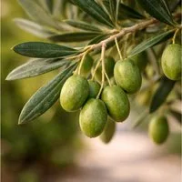 Exotenherz Topfpflanze Olea europea Olivenbaum 15cm Topf