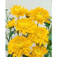 Pflanzen für Dich Staude Chrysanthemum hort. Bienchen, 1 St., Chrysantheme, Gartenchrysantheme