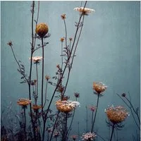 Wallario Möbelfolie Filigrane Wildblumen