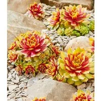 BALDUR Garten Bodendecker Sempervivum 'Gold Nugget®', im XL-Topf, 1 St., Neuzüchtung, immergrün,winterhart, pflegeleicht