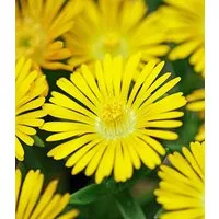 BALDUR Garten Bodendecker Winterharte Eisblume 'Golden Wonder', 3 St., Mittagsblume, reichblühend, winterhart, mehrjährig, pflegeleicht