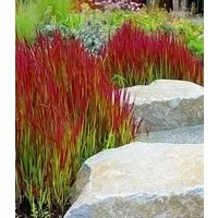 BALDUR Garten Gräser Ziergras 'Red Baron', 6 St., Japanisches Blutgras, winterhart, mehrjährig, pflegeleicht