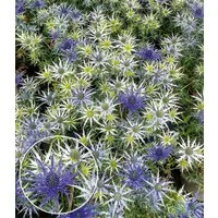 BALDUR Garten Staude Eryngium 'Bourgatii', 2 St., Trockenblume, bienenfreundlich, pflegeleicht