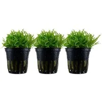 Aquaone Wasserpflanze Aquarium Pflanze 3 Stück Pogostemon helferi Wasserpflanze Nr.053H Set