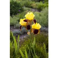 Pflanzen für Dich Staude Iris barb. Ola Kala, 1 St., Bart-Iris, Schwertlilie