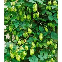 BALDUR Garten Kletterpflanze Hopfen im 1,5-Liter Containertopf, 1 St., Hellgrünrankhilfe, winterhart, mehrjährig, duftend