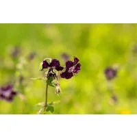 Pflanzen für Dich Staude Geranium phaeum, 1 St., Brauner Storchschnabel, Schatten-Storchschnabel