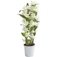 Dehner Zimmerpflanze Traubenorchidee, Dendrobium nobile, ca. 40-50 cm, versch. Farben, viele Blüten mit besonderem Aussehen