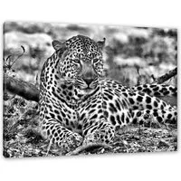 Pixxprint Leinwandbild liegender Leopard im Laub, liegender Leopard im Laub (1 St), Leinwandbild fertig bespannt, inkl. Zackenaufhänger