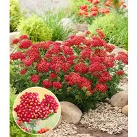 BALDUR Garten Staude Achillea 'Short Red®', 2 St., winterhart, mehrjährig,duftend