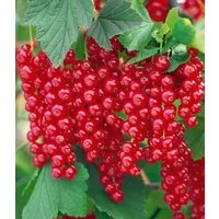 BALDUR Garten Obstpflanze Johannisbeere 'Rote Rovada®', 1 St., Selbstbefruchtend, winterhart, essbar, pflegeleicht
