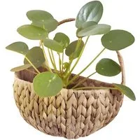 Dekoleidenschaft Pflanzschale Wandpflanzer aus Wasserhyazinthe, natur, Blumenkorb, Wandpflanztopf (1 St), Wandpflanzgefäß, Wandpflanzkorb für den Innenbereich, Wandblumentopf