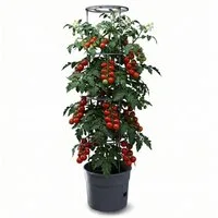 Prosperplast Anzuchttopf für Tomaten, Gemüse (29,5 cm), inkl. Rankhilfe, Balkon, Terasse, Garten