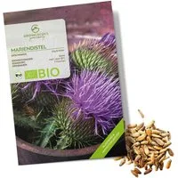 Growgreens Kräutersamen BIO Mariendistel Samen - Heilkräuter Saatgut aus bio. Anbau (50 Korn)