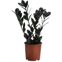 Dehner Zimmerpflanze Glücksfeder Raven, Zamioculcas zamiifolia, dunkelgrün-schwarze Triebe
