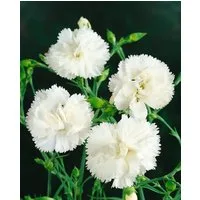 Pflanzen für Dich Staude Dianthus plum. Haytor, 1 St., Federnelke, Pfingstnelke